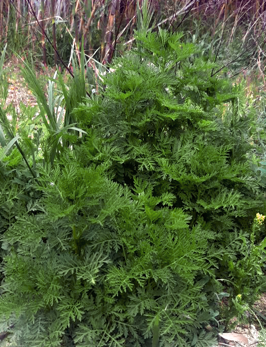 Artemisia annua Samen