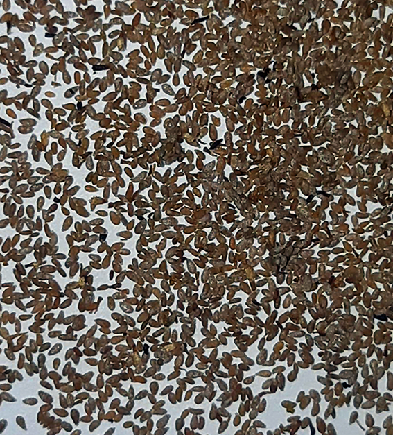 Artemisia annua Samen