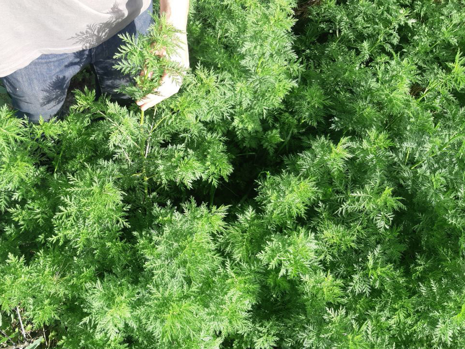 Artemisia annua original kein A3