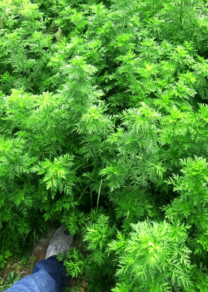 keine A3 AA3 original Naturform